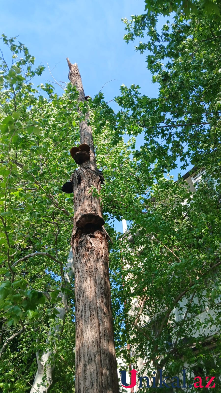 Mingəçevirdə külək ağacları aşırdı - FOTOLAR